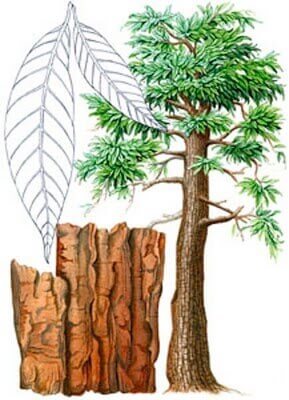 Yohimbe Bark